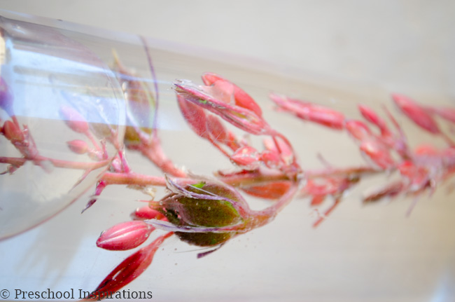 close up of a yucca plant suspended in water in a spring sensory bottle