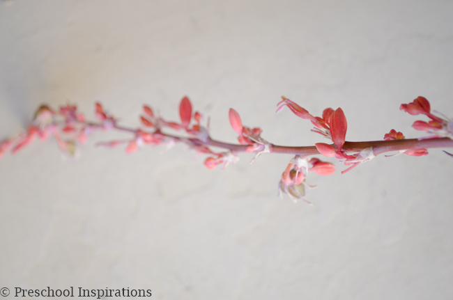 a yucca flower to be used in a spring bottle