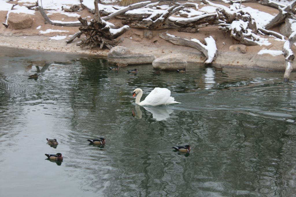 Observing Nature in Winter by Preschool Inspirations