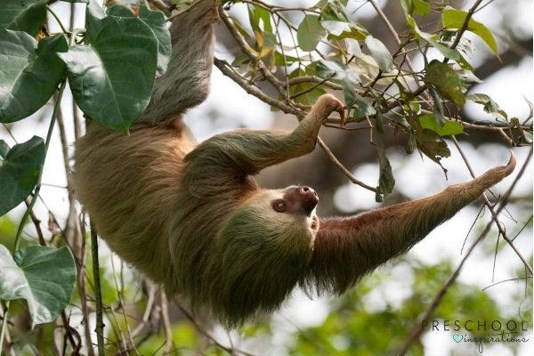 sloth with greenish fur hanging in a tree